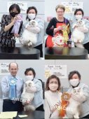 ラグドール【・男の子・2023年8月10日・ブルーリンクスポイントバイカラー】「CFA キャットショー」