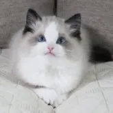 ラグドール【茨城県・男の子・2023年3月7日・シールポイントバイカラー】の写真2「摄影日5月14日 まん丸顔たち パンダ🐼みたい」