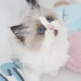 ラグドール【茨城県・女の子・2024年10月17日・シールポイントバイカラー】の写真4