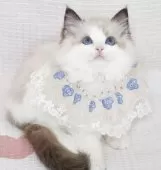 ラグドール【茨城県・男の子・2025年3月25日・シールポイントバイカラー】の写真9