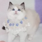 ラグドール【茨城県・男の子・2025年3月25日・シールポイントバイカラー】の写真10