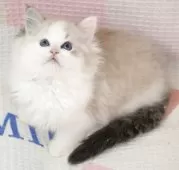 ラグドール【茨城県・男の子・2025年9月14日・シールリンクスポイントバイカラー】の写真11