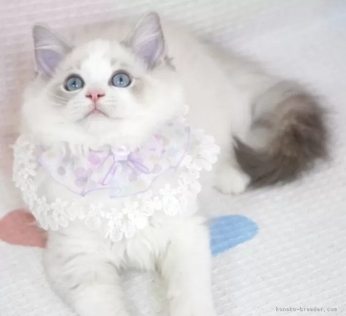 まゆ様♥️ねこちゃん＆ブラックトルマリン・ハーキマー苺ちゃん・ブルトパ天然石 ラグドール【茨城県・女の子・2025年5月11日・ブルーリンクス