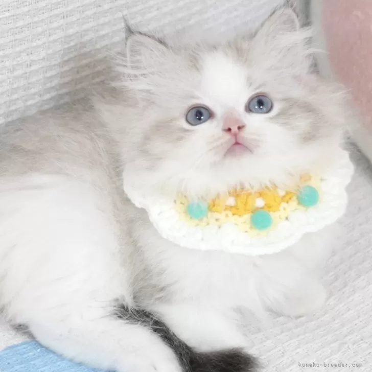 ID:2507-01380の子猫
