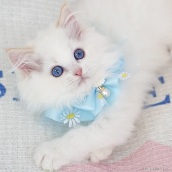 ブリーダー画像