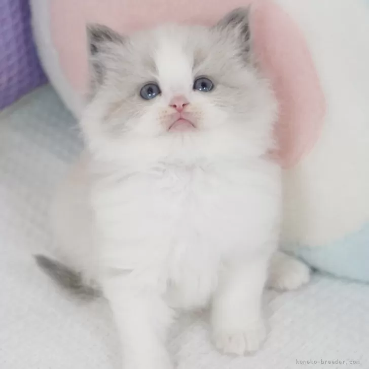 コタロー 様のお迎えした子猫
