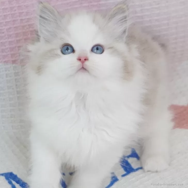 K.N 様のお迎えした子猫