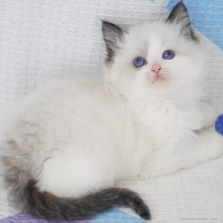 ID：2504-00503の子猫