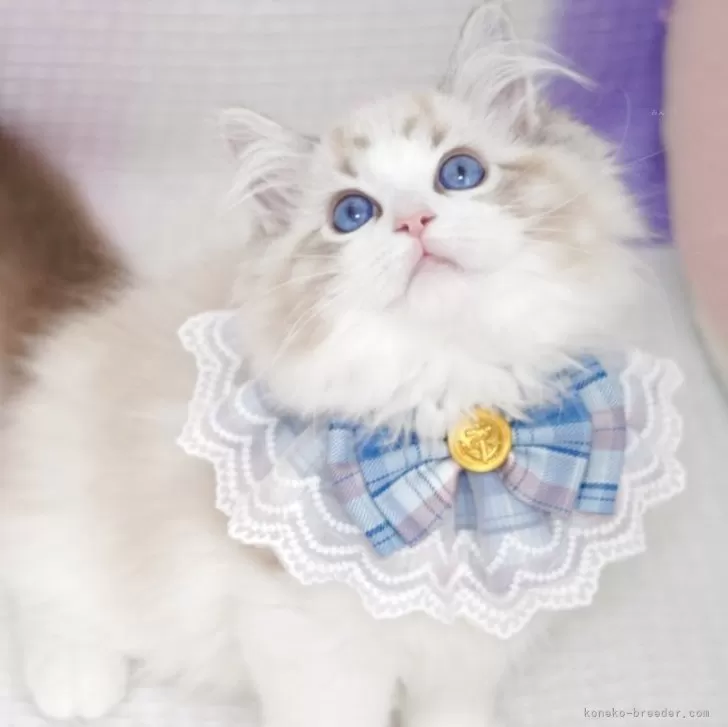 K.I 様のお迎えした子猫