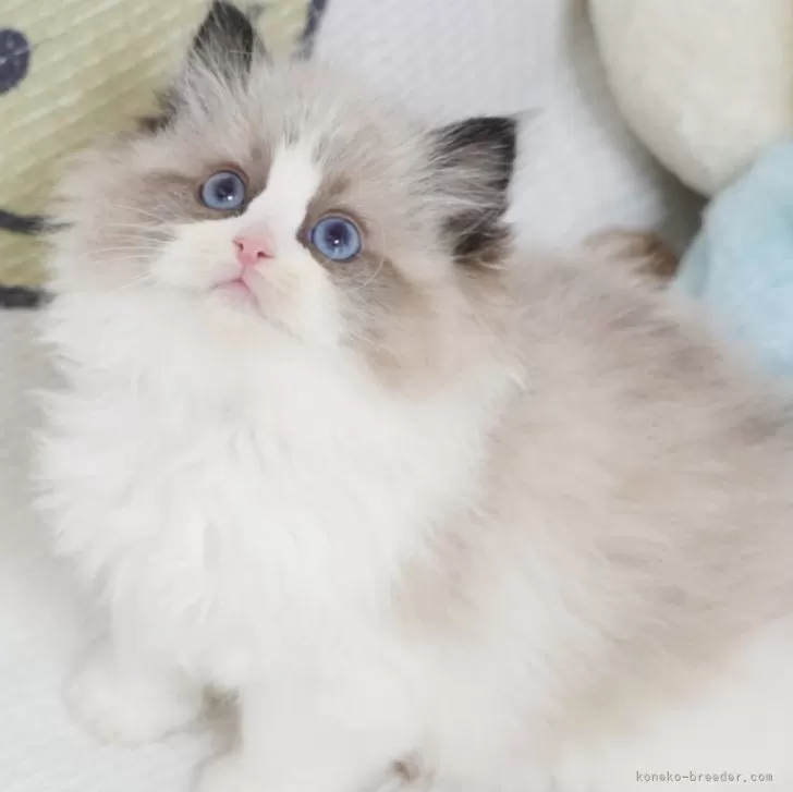 ID:2501-02455の子猫