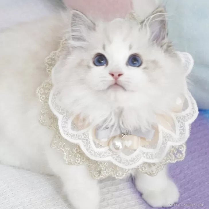 H.M 様のお迎えした子猫