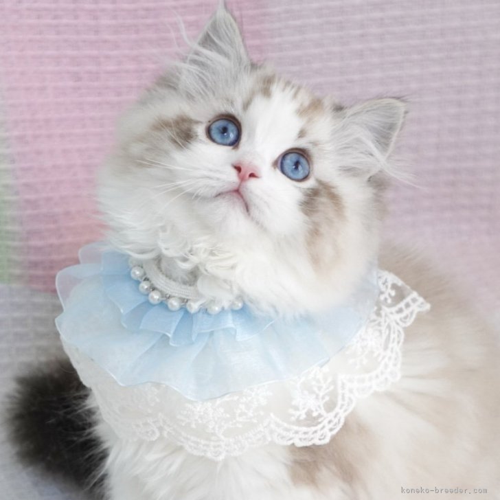 ブリーダー画像