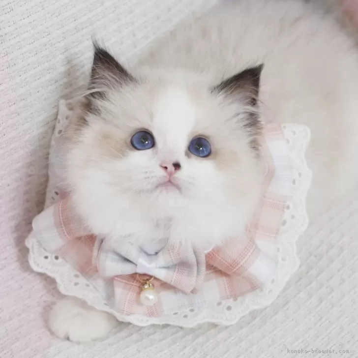 レオン 様のお迎えした子猫