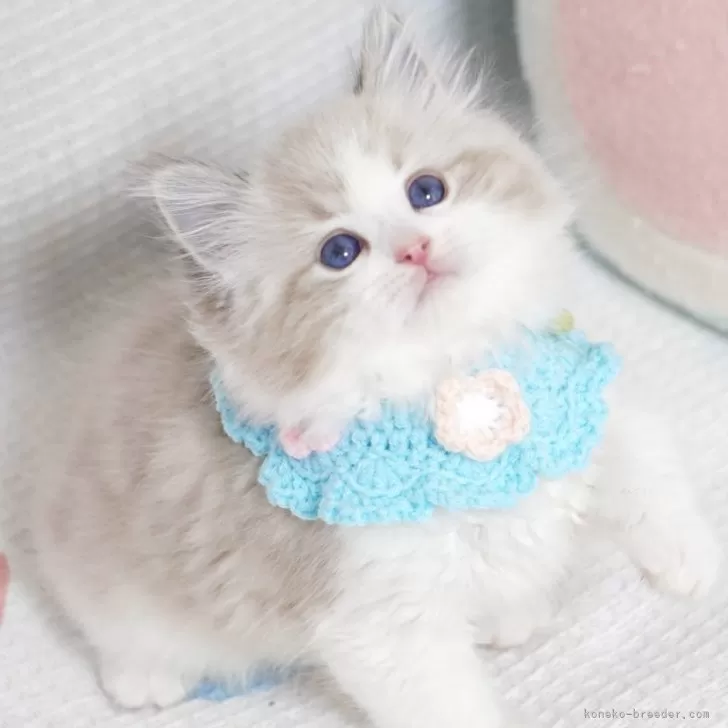 ねこ 岩合光昭・ねこ09 SSサイズ