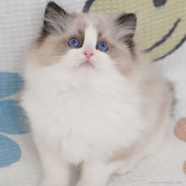 Y.S 様のお迎えした子猫