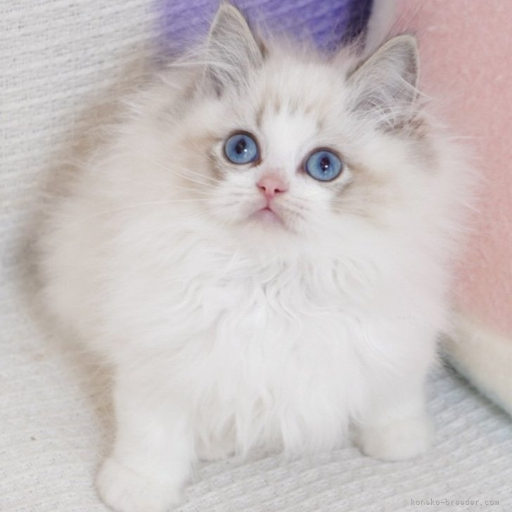 ブリーダー画像