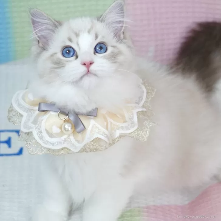 K.M 様のお迎えした子猫