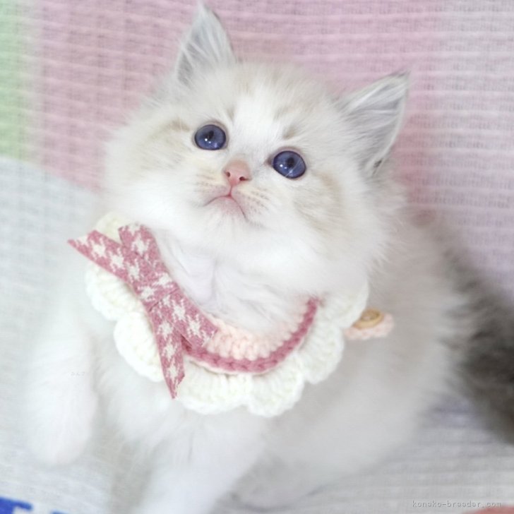 ブリーダー画像