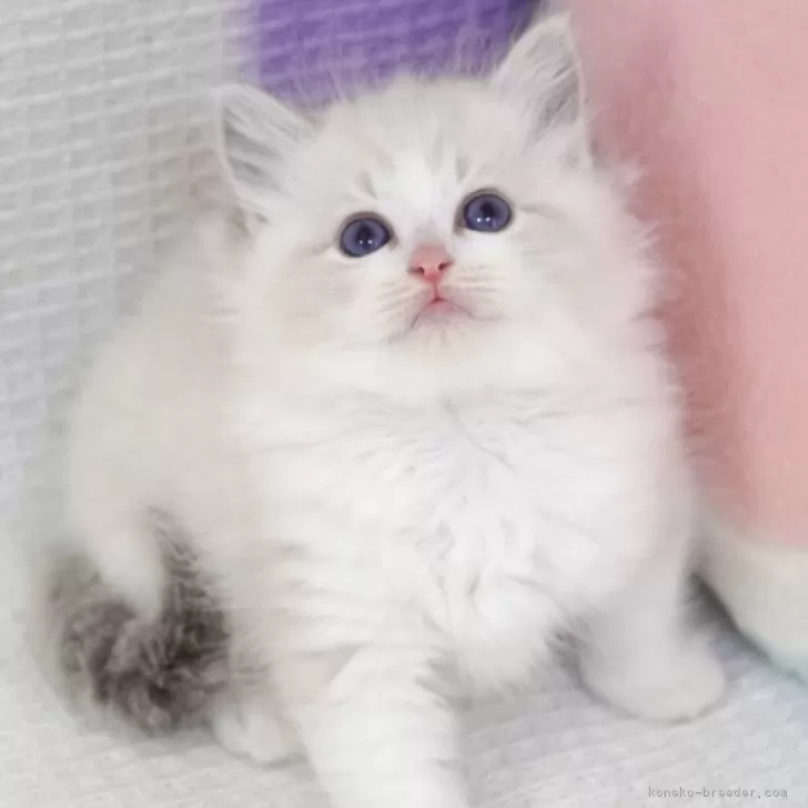 ハセガワ 様のお迎えした子猫
