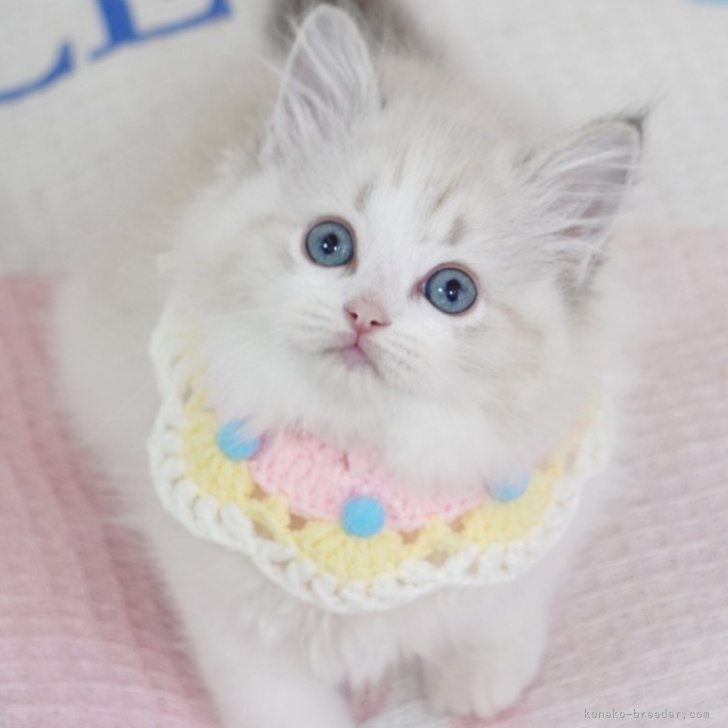 ブリーダー画像