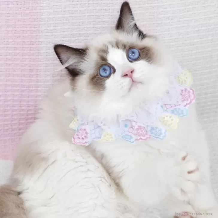 K.M 様のお迎えした子猫