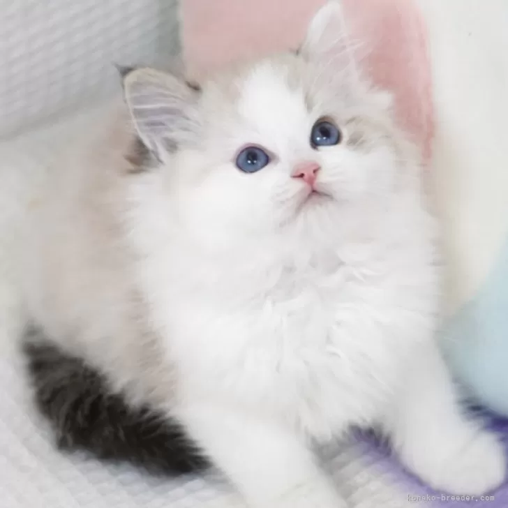 ラグドール【茨城県・男の子・2025年9月14日・シールリンクスポイントバイカラー】の写真1