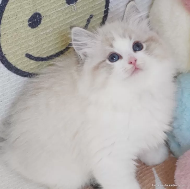ID:2501-00670の子猫