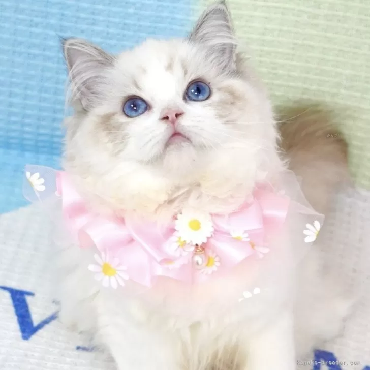 Y.H 様のお迎えした子猫