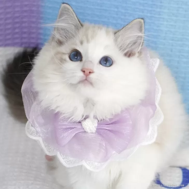 ID:2506-00362の子猫