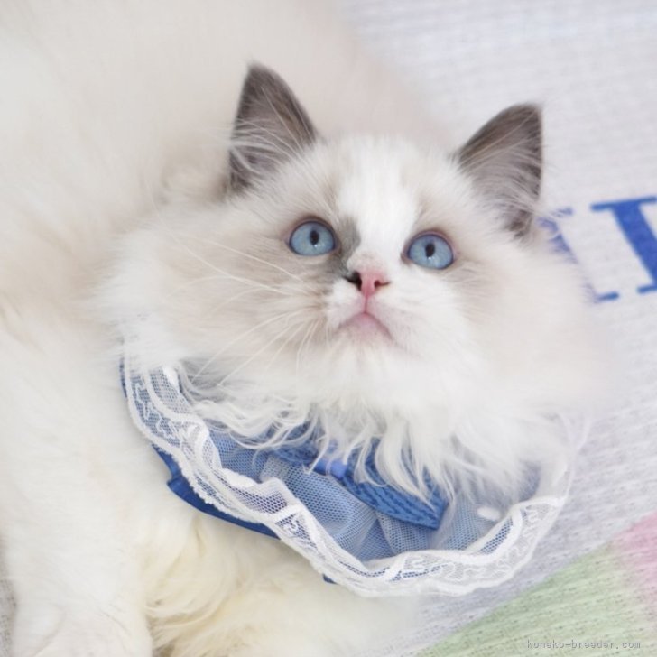 ブリーダー画像