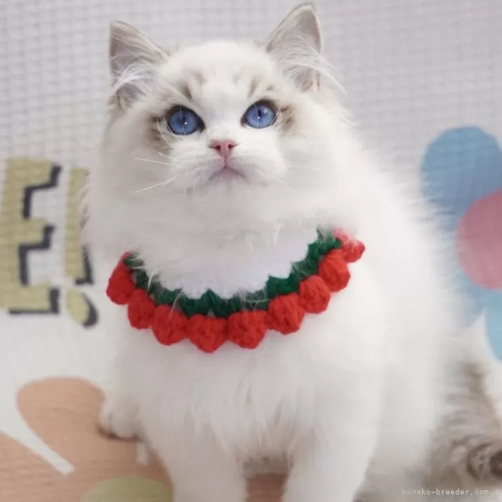 ID：2412-00838の子猫