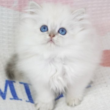 ブリティッシュロングヘア【茨城県・男の子・2025年9月2日・ブルーゴールデンポイント（爆毛）】の写真「両親外産 甘いベビーフェイス🧚垂目ブルー目」