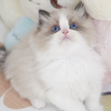 ラグドール【茨城県・男の子・2024年12月1日・シールポイントバイカラー（爆毛）】の写真「両親外産 可愛い🩷丸顔たち 濃いブルー目🩵」