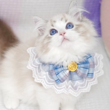 ラグドール【茨城県・男の子・2025年6月20日・シールリンクスポイントバイカラー（爆毛）】の写真「お父さんCFA RW GCまん丸顔🩵濃いブルー目」