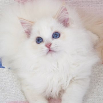 ラグドール【茨城県・男の子・2025年8月27日・レッドリンクスポイントバイカラー（爆毛）】の写真「両親外産 甘くて可愛い顔😊珍しい濃いブルー目」