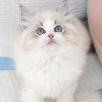 ラグドール【茨城県・女の子・2025年10月2日・シールリンクスポイントバイカラー（爆毛）】の写真「海外血統 可愛い顔(^^)毛量いっぱい」