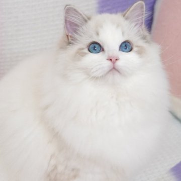 ラグドール【茨城県・男の子・2025年6月24日・薄いシールリンクスポイントバイカラー（爆毛）】の写真「両親外産  将来有望なハンサム🤴濃いブルー目」