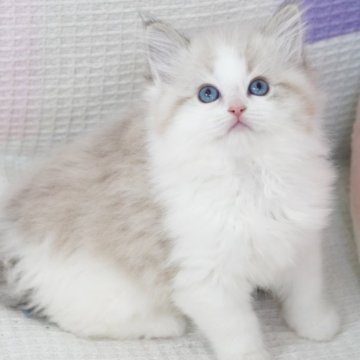 ラグドール【茨城県・男の子・2025年9月14日・シールリンクスポイントバイカラー（爆毛）】の写真「両親外産 甘くてハンサムな顔(^^)毛量いっぱい」