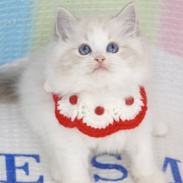 ラグドール【茨城県・女の子・2025年8月11日・ブルーリンクスポイントバイカラー（爆毛）】の写真「海外血統 可愛い顔🥰完璧なハチワレ」