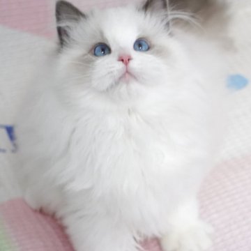 ラグドール【茨城県・男の子・2025年7月18日・ブルーポイントバイカラー（爆毛）】の写真「両親外産 立派な顔😊ライオン🦁みたい」