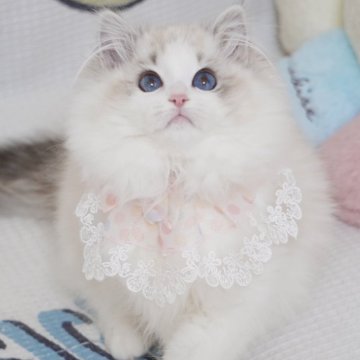 ラグドール【茨城県・女の子・2024年11月2日・薄いシールリンクスポイントバイカラー（爆毛）】の写真「両親外産 顔たちの甘さ💯 濃いブルー目🩵美🐱」