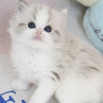 ラグドール【茨城県・女の子・2025年10月7日・シールリンクスポイントバイカラー（爆毛）】の写真「両親外産 天使のような笑顔🧚唯一無二🐱界アート」