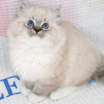ラグドール【茨城県・女の子・2025年10月2日・シールリンクスポイントミテッド（爆毛）】の写真「海外血統 まん丸🐯ちゃん💕かっこいい女の子」