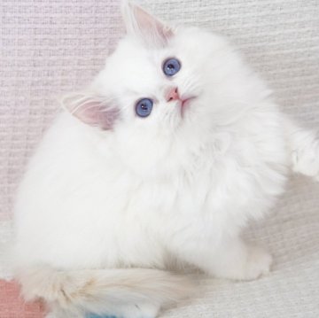 ラグドール【茨城県・男の子・2025年8月27日・レッドポイントバイカラー（爆毛）】の写真「両親外産 ハンサムな顔😊大きいブルー目」