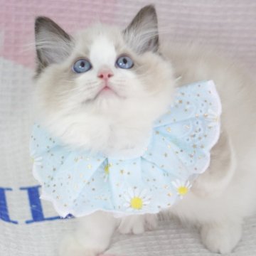 ラグドール【茨城県・男の子・2025年5月11日・シールポイントバイカラー（爆毛）】の写真「両親外産 甘いまん丸顔🩵大きい目🐼みたい」