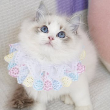 ラグドール【茨城県・男の子・2025年8月11日・薄いシールリンクスポイントバイカラー（長毛）】の写真「お父さんCFA RW GC童颜🩵大きいブルー目」