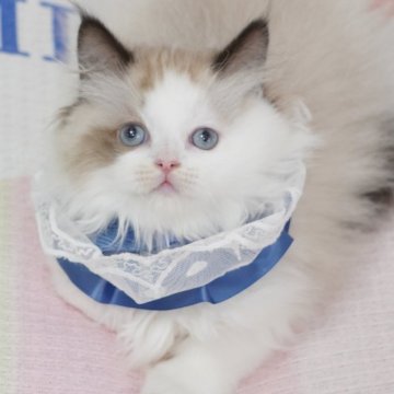 ラグドール【茨城県・男の子・2025年3月29日・シールポイントバイカラー（爆毛）】の写真「両親外産 可愛い･まん丸🥰new faceタイプ」