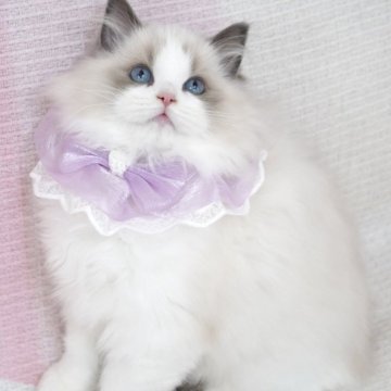 ラグドール【茨城県・女の子・2025年7月26日・ブルーポイントバイカラー（爆毛）】の写真「両親外産 まん丸ベビーフェイスでめっちゃ可愛い🤗」