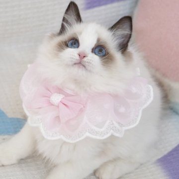 ラグドール【茨城県・女の子・2025年8月11日・シールポイントバイカラー（長毛）】の写真「海外血統 甘くて可愛い顔💕大きいブルー目👀」