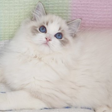 ラグドール【茨城県・男の子・2025年8月11日・シールリンクスポイントバイカラー（爆毛）】の写真「お父さんCFA RW GC童颜🩵濃いブルー目👀」